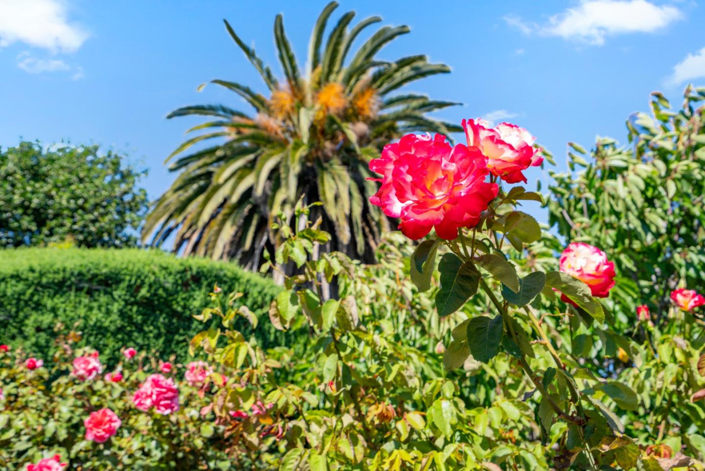 Detail Gallery Image 54 of 57 For 1781 Prune St, Hollister,  CA 95023 - 2 Beds | 2 Baths