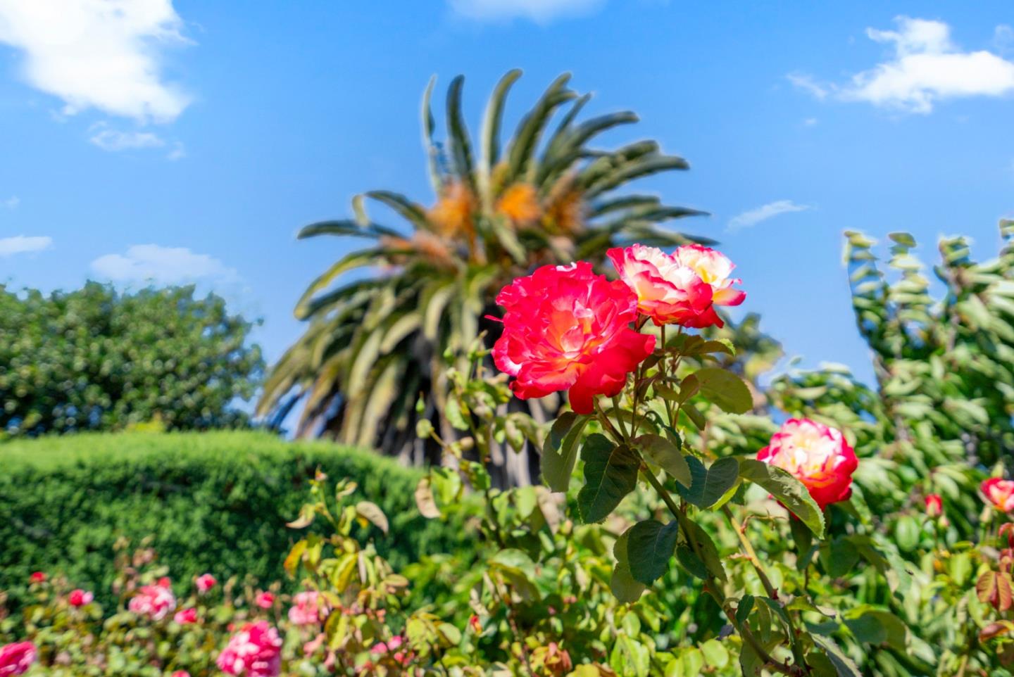Detail Gallery Image 55 of 57 For 1781 Prune St, Hollister,  CA 95023 - 2 Beds | 2 Baths