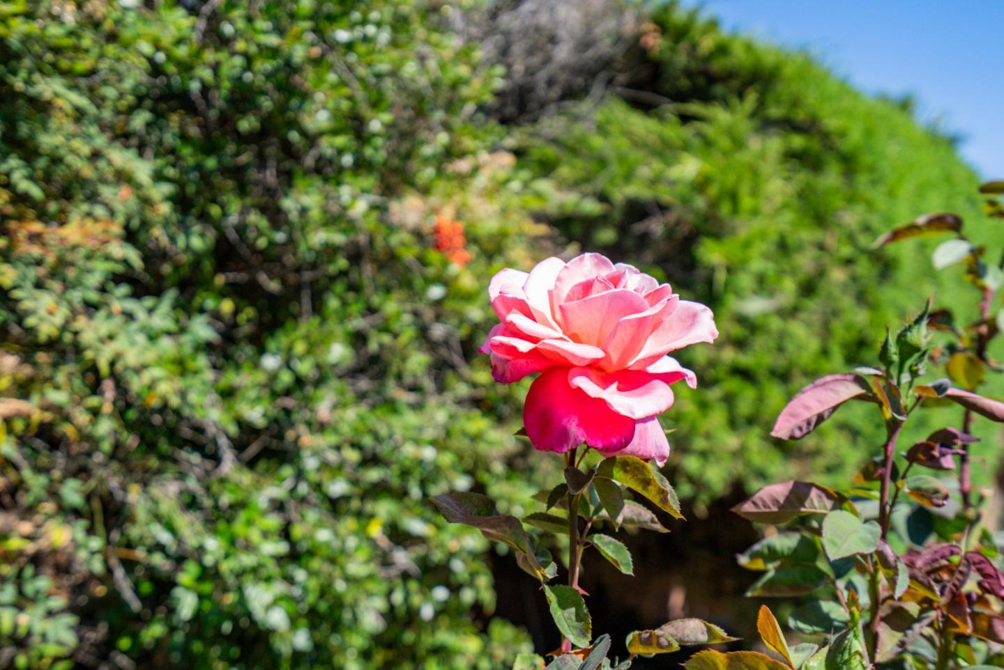 Detail Gallery Image 56 of 57 For 1781 Prune St, Hollister,  CA 95023 - 2 Beds | 2 Baths