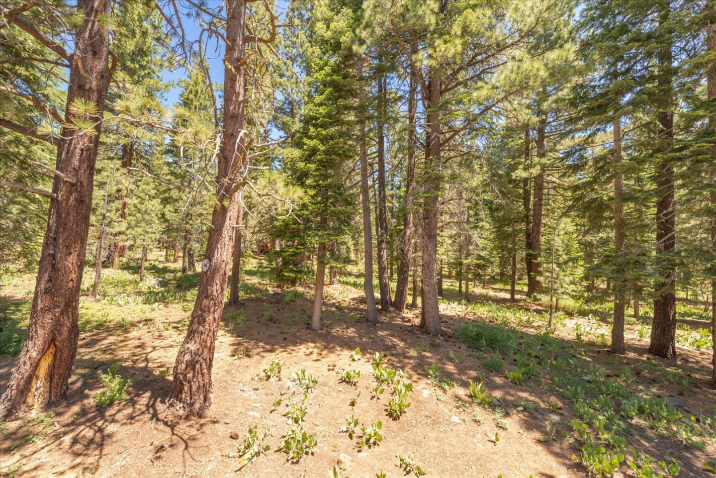 Detail Gallery Image 32 of 37 For 16934 Northwoods Blvd, Truckee,  CA 96161 - 4 Beds | 2/1 Baths
