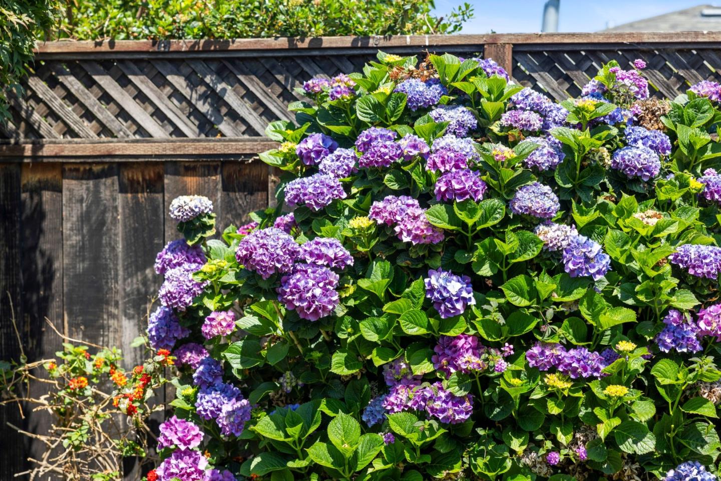 Detail Gallery Image 53 of 55 For 313 Del Rosa Way, San Mateo,  CA 94403 - 3 Beds | 2 Baths