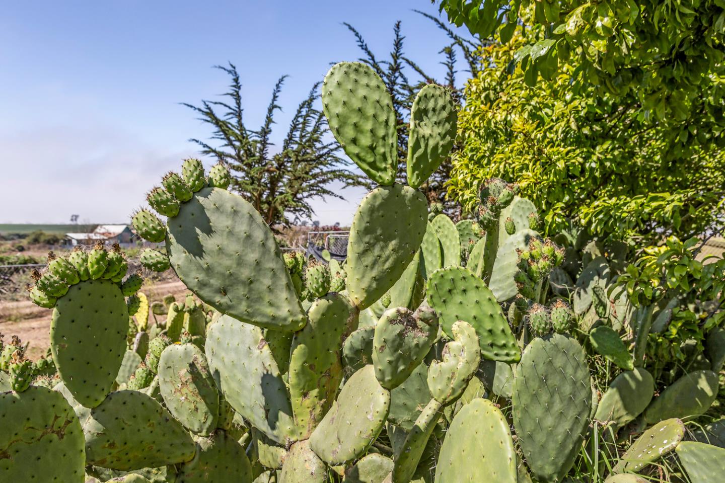 Detail Gallery Image 39 of 65 For 125 Springfield Rd, Moss Landing,  CA 95039 - 4 Beds | 4 Baths