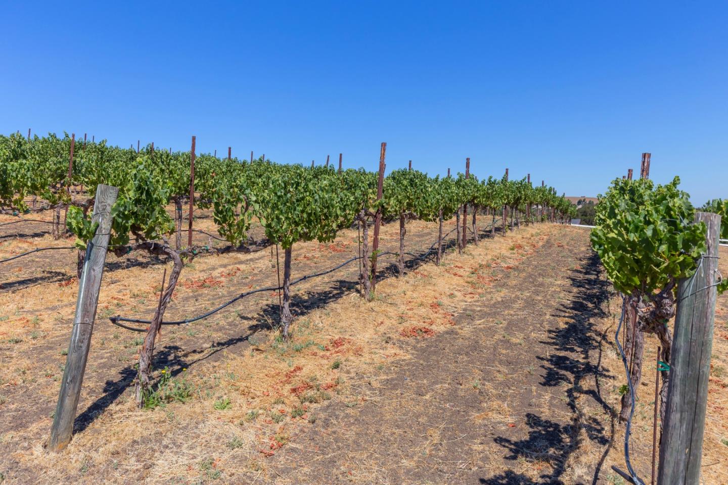 Detail Gallery Image 46 of 65 For 741 Riverside Rd, Hollister,  CA 95023 - 5 Beds | 3/1 Baths