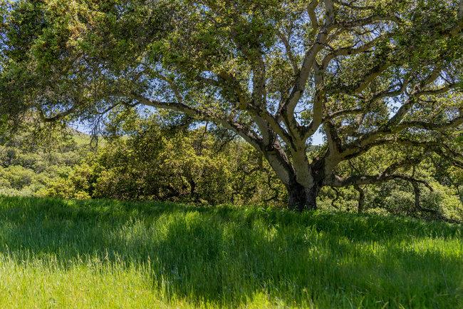 Detail Gallery Image 22 of 58 For 100 Old Stage Rd, San Juan Bautista,  CA 95045 - 3 Beds | 2 Baths