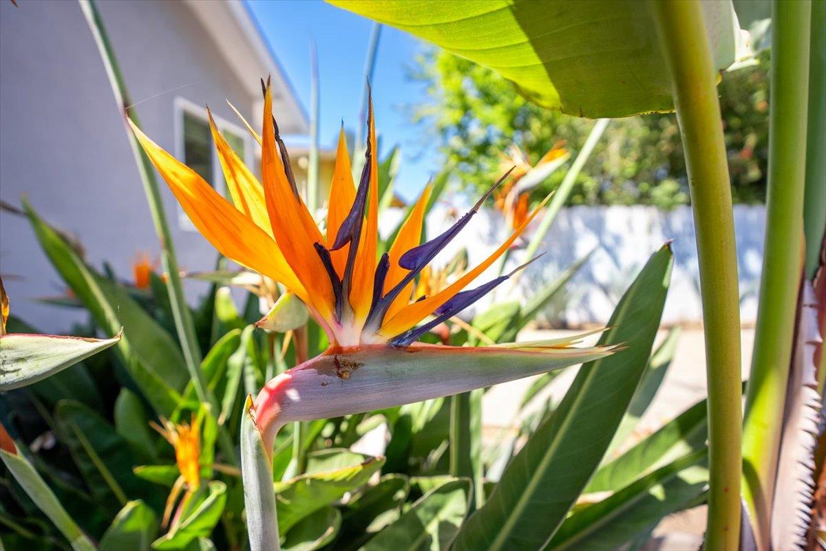 Detail Gallery Image 6 of 56 For 140 Suburbia Ave, Santa Cruz,  CA 95062 - 2 Beds | 2 Baths