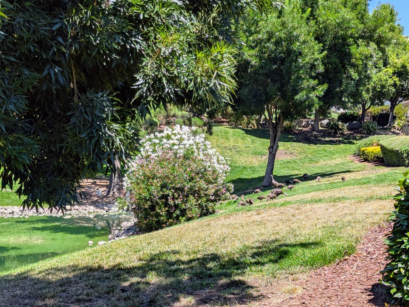 Detail Gallery Image 50 of 67 For 8442 Chenin Blanc Ln, San Jose,  CA 95135 - 2 Beds | 2 Baths