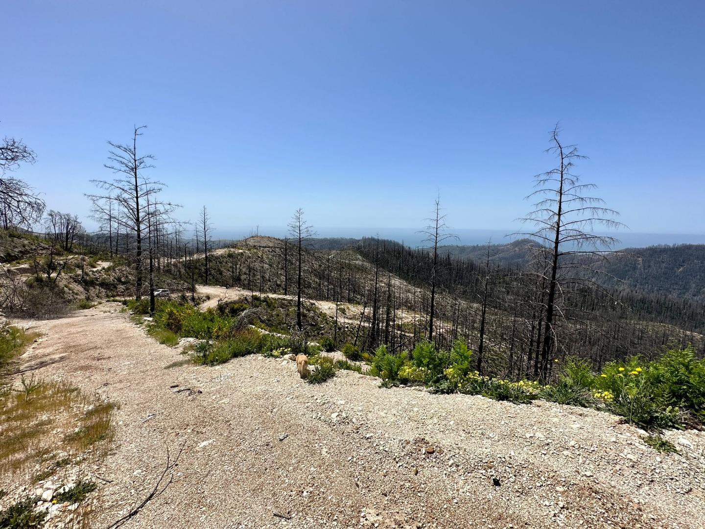 Detail Gallery Image 15 of 15 For 0 S Pine Mountain Rd., Davenport,  CA 95017 - – Beds | – Baths