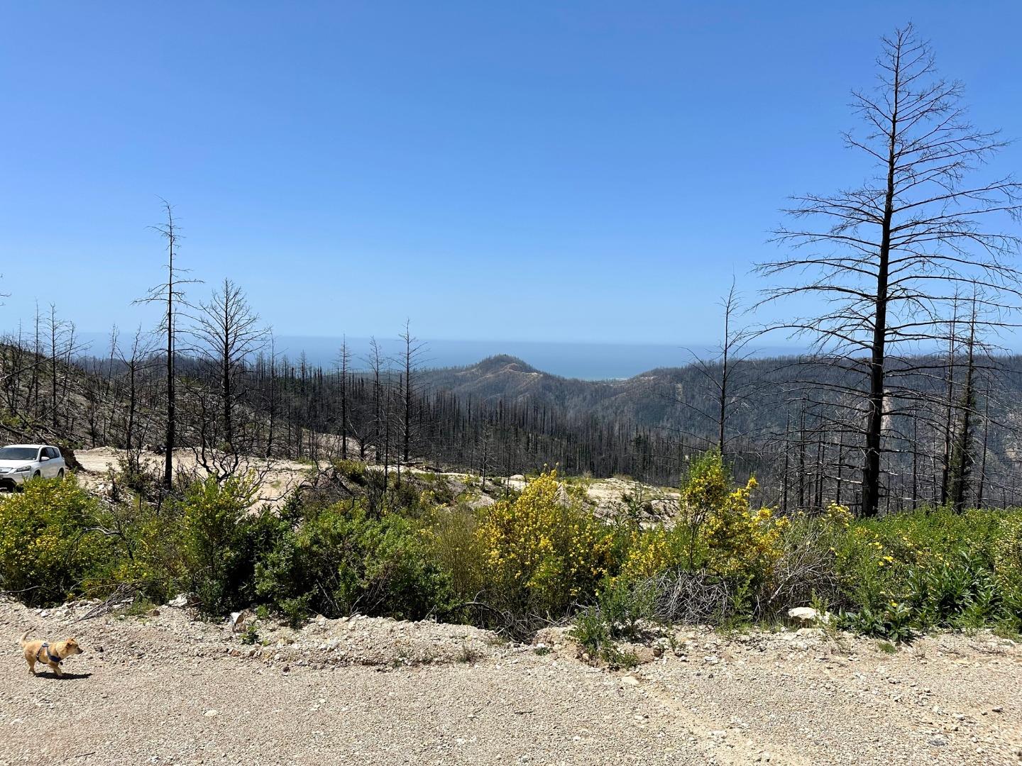 Detail Gallery Image 4 of 15 For 0 S Pine Mountain Rd., Davenport,  CA 95017 - – Beds | – Baths
