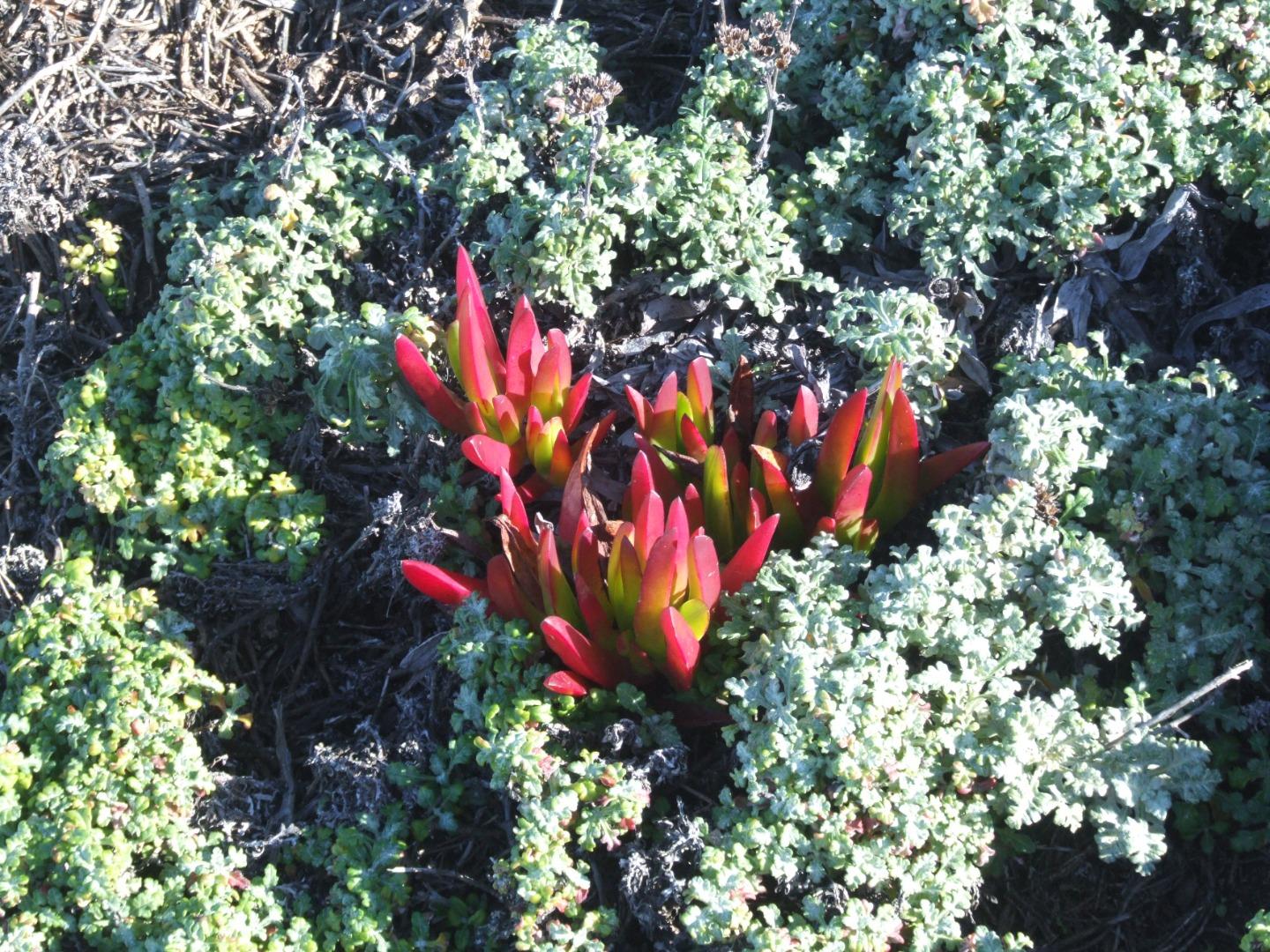 342 Kalthoff Common, Livermore, CA, 94550