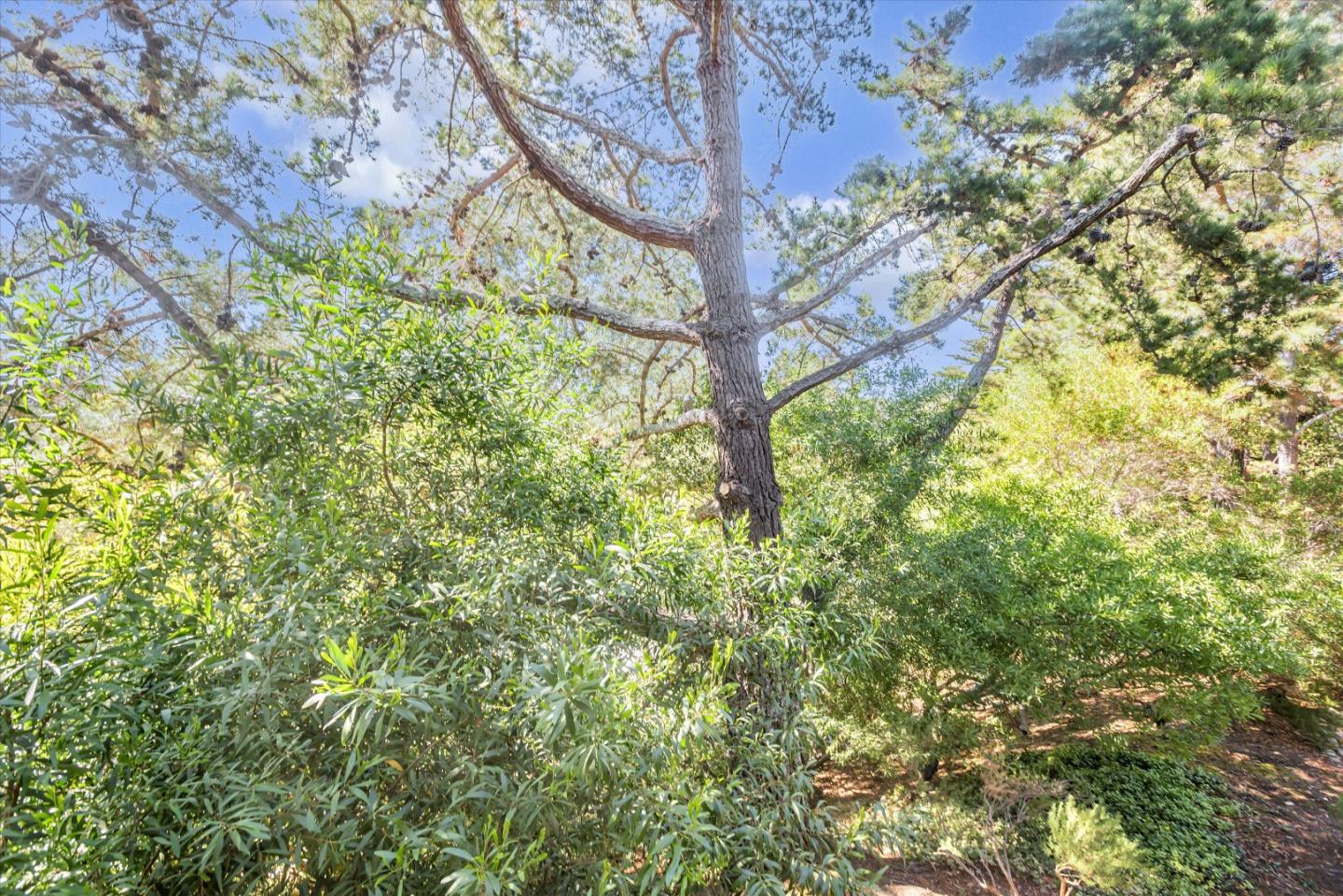 Detail Gallery Image 40 of 40 For 3334 Brittan Ave #9,  San Carlos,  CA 94070 - 2 Beds | 2 Baths
