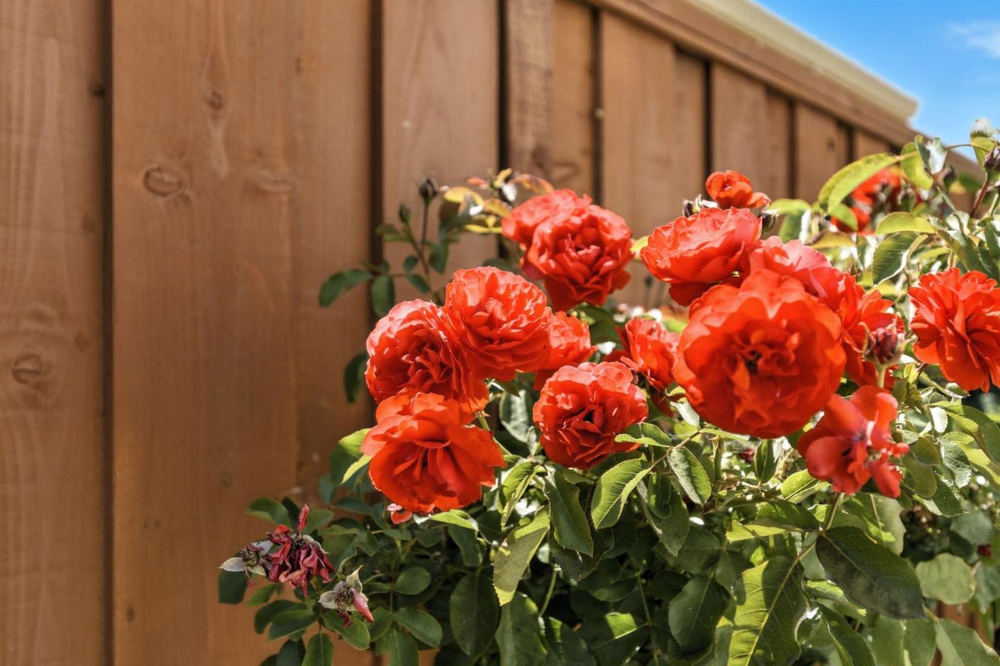 Detail Gallery Image 44 of 44 For 848 Talbot Dr, Morgan Hill,  CA 95037 - 4 Beds | 2/1 Baths