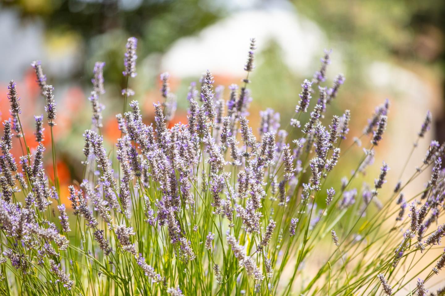 Detail Gallery Image 103 of 120 For 1003 Laurel Glen, Soquel,  CA 95073 - 5 Beds | 2 Baths