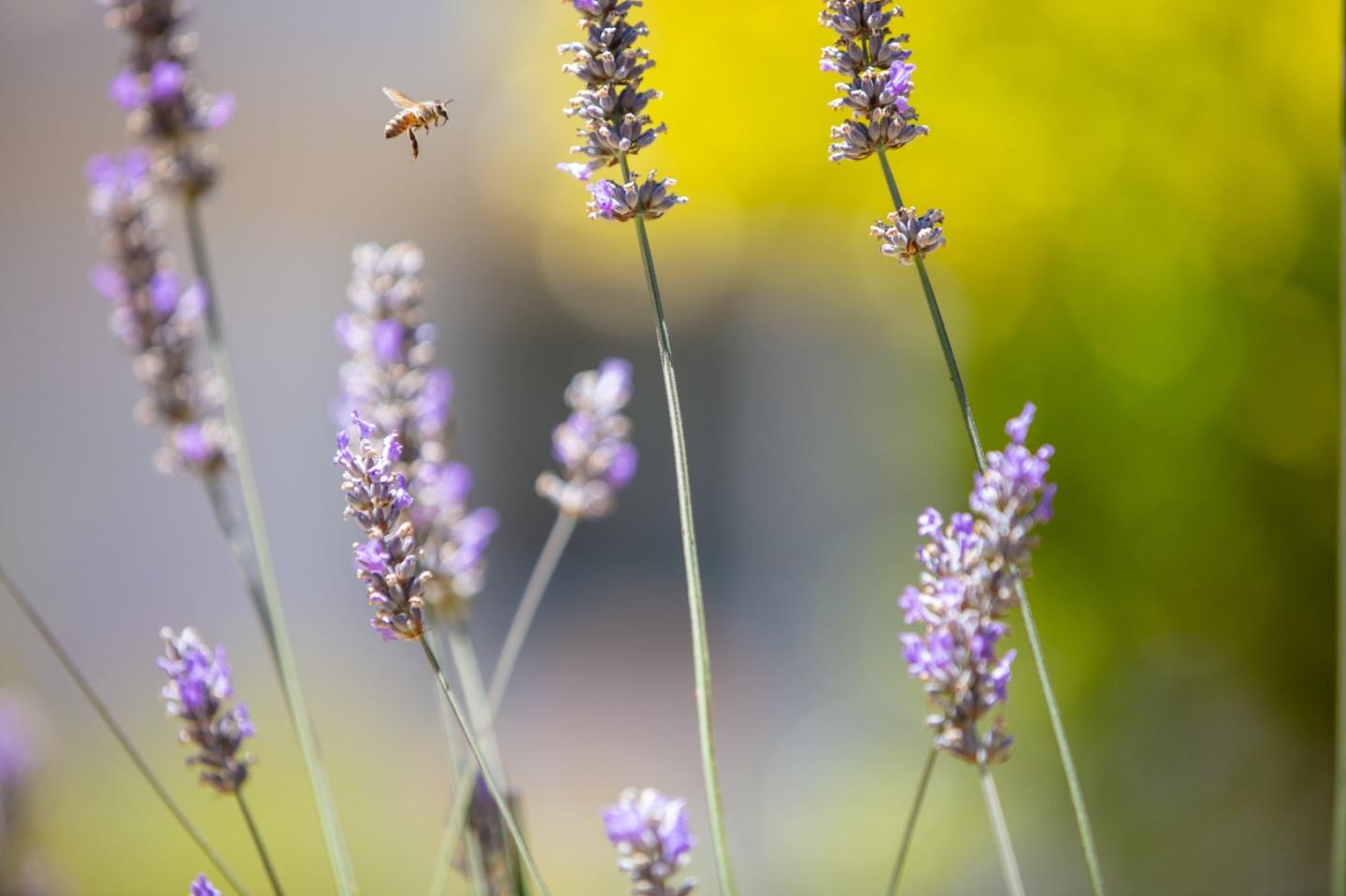 Detail Gallery Image 104 of 120 For 1003 Laurel Glen, Soquel,  CA 95073 - 5 Beds | 2 Baths
