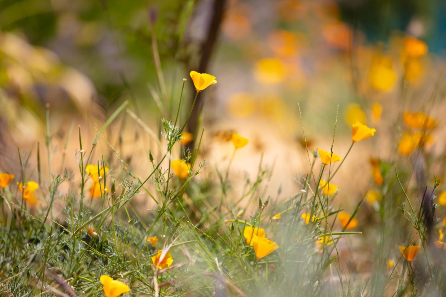 Detail Gallery Image 116 of 120 For 1003 Laurel Glen, Soquel,  CA 95073 - 5 Beds | 2 Baths