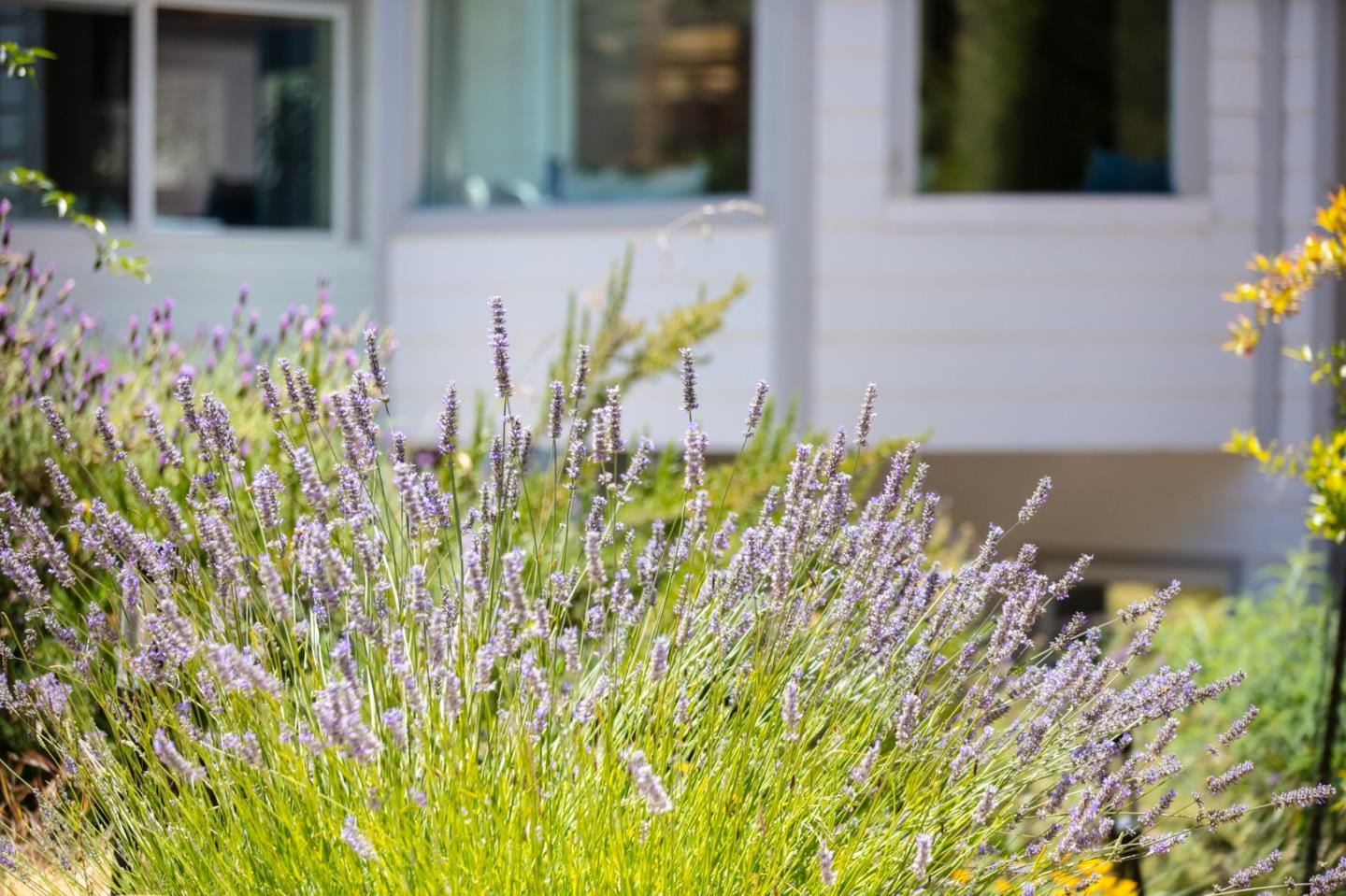 Detail Gallery Image 70 of 120 For 1003 Laurel Glen, Soquel,  CA 95073 - 5 Beds | 2 Baths