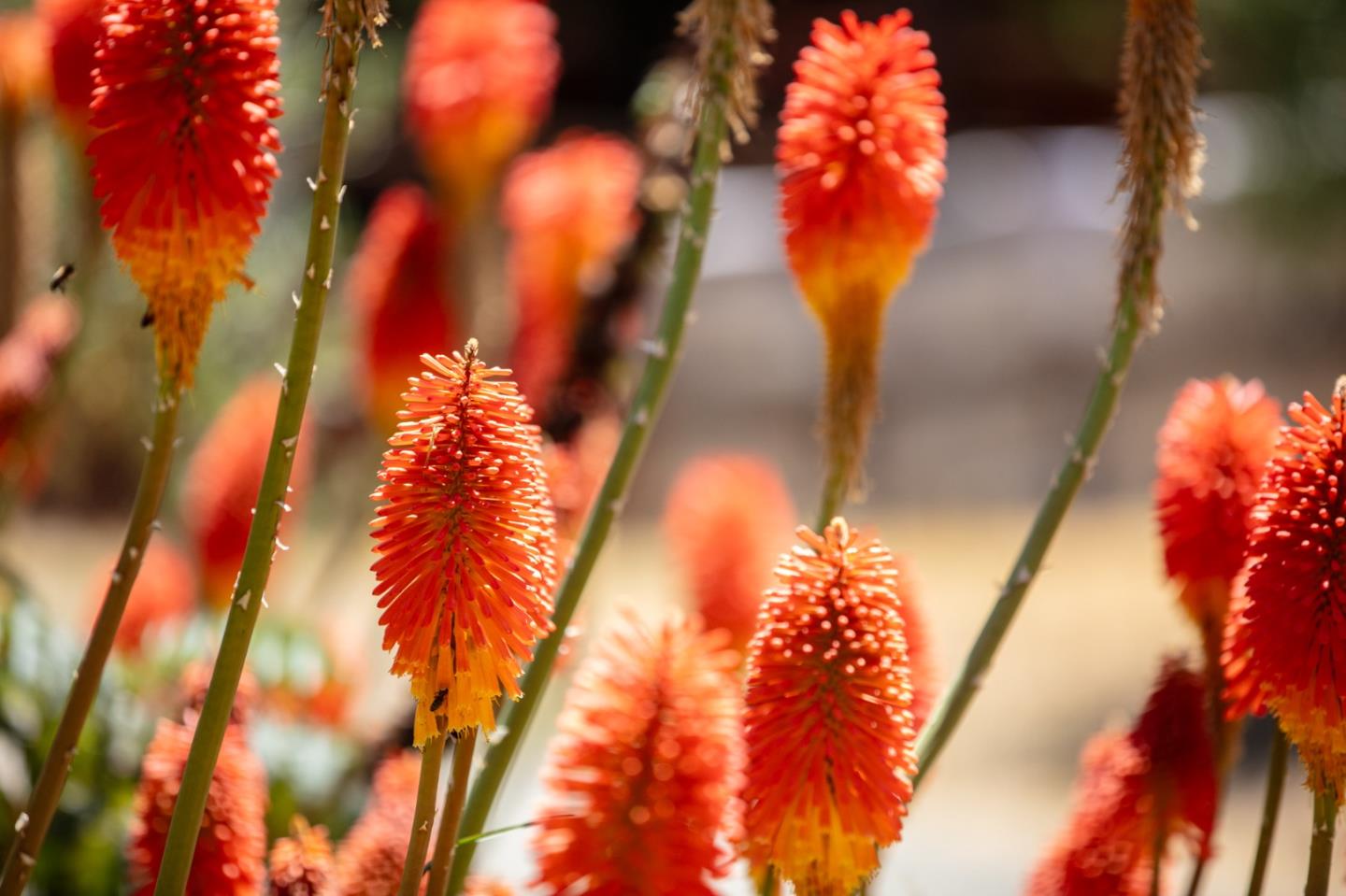 Detail Gallery Image 71 of 120 For 1003 Laurel Glen, Soquel,  CA 95073 - 5 Beds | 2 Baths