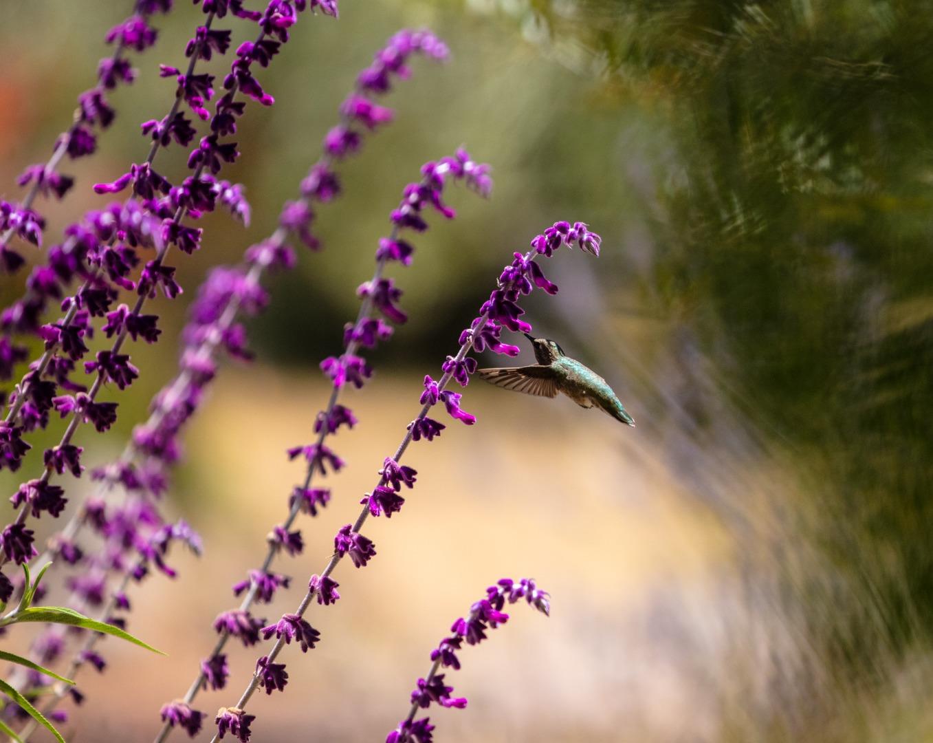 Detail Gallery Image 9 of 120 For 1003 Laurel Glen, Soquel,  CA 95073 - 5 Beds | 2 Baths