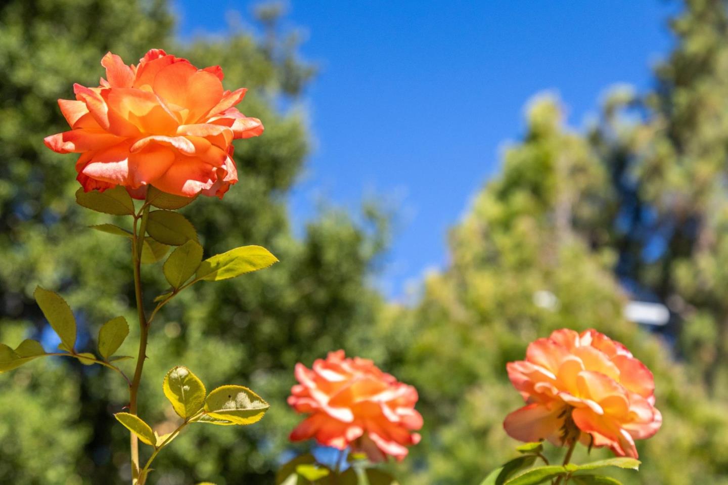 Detail Gallery Image 59 of 82 For 256 Marchmont Ct, Los Gatos,  CA 95032 - 5 Beds | 3/1 Baths