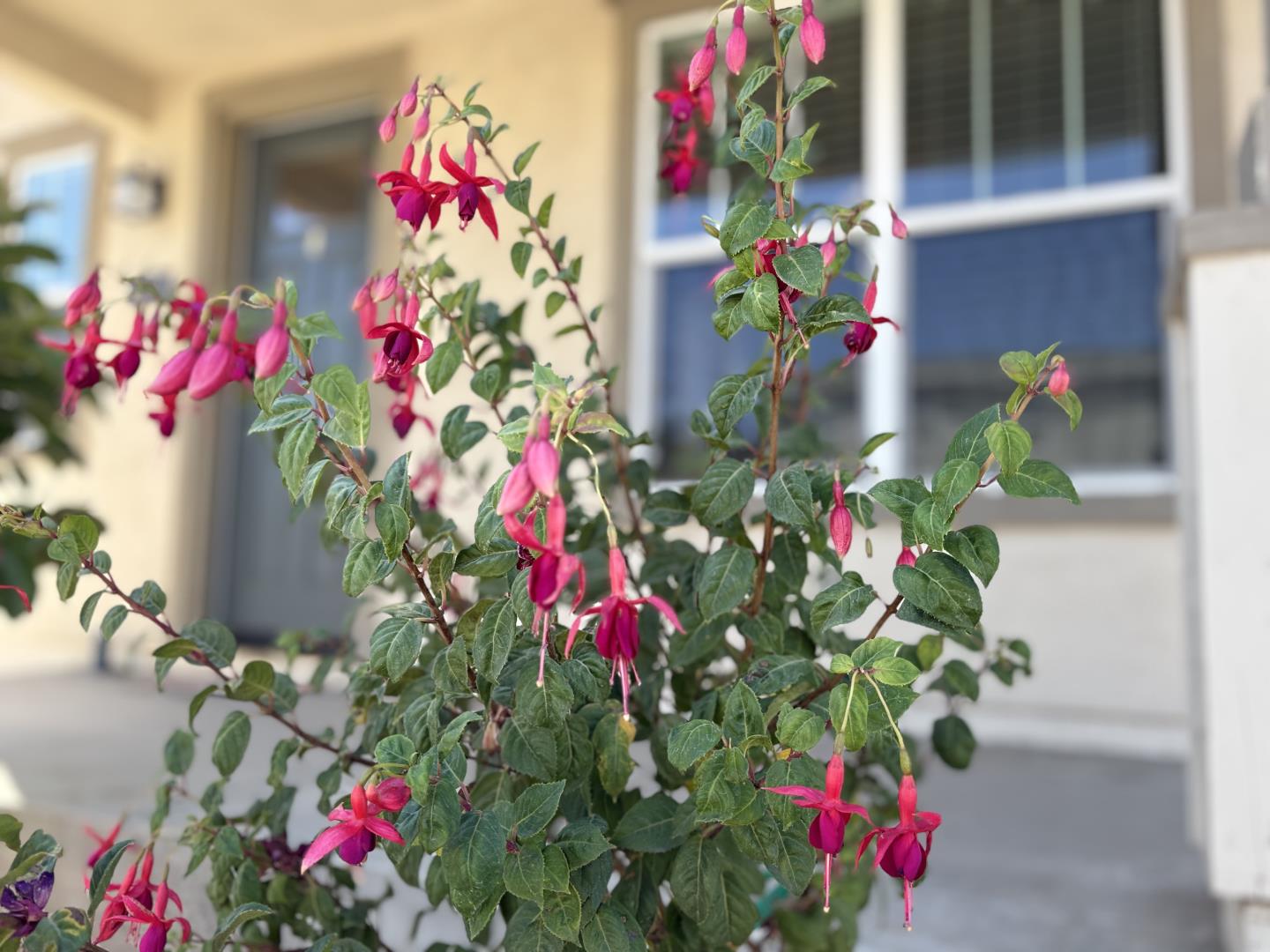 Detail Gallery Image 4 of 21 For 1288 Sycamore St, Greenfield,  CA 93927 - 3 Beds | 2/1 Baths