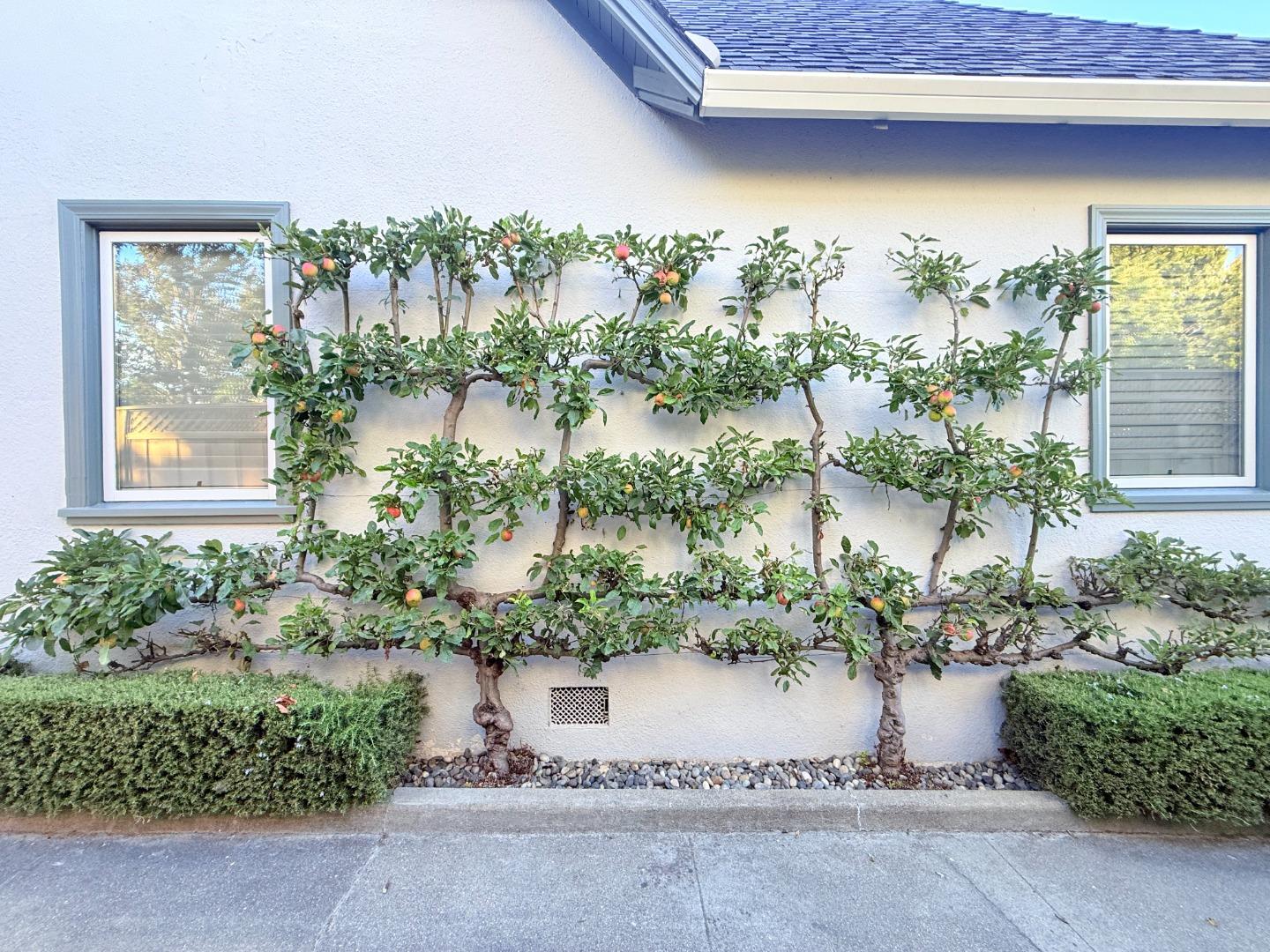 Detail Gallery Image 27 of 39 For 1223 Rhus St, San Mateo,  CA 94402 - 2 Beds | 1 Baths