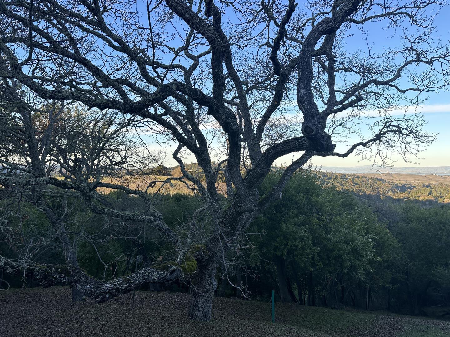Detail Gallery Image 29 of 30 For 16 Franciscan Rdg, Portola Valley,  CA 94028 - 4 Beds | 3/1 Baths