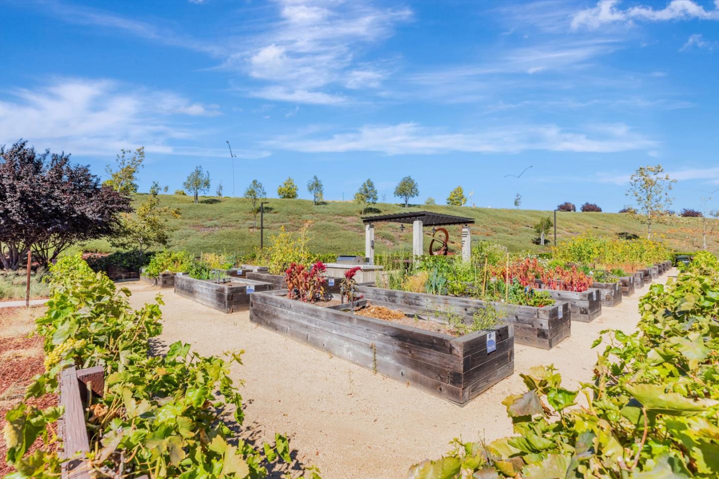 Detail Gallery Image 31 of 32 For 274 Fennel Way #1802,  Livermore,  CA 94551 - 3 Beds | 2/1 Baths