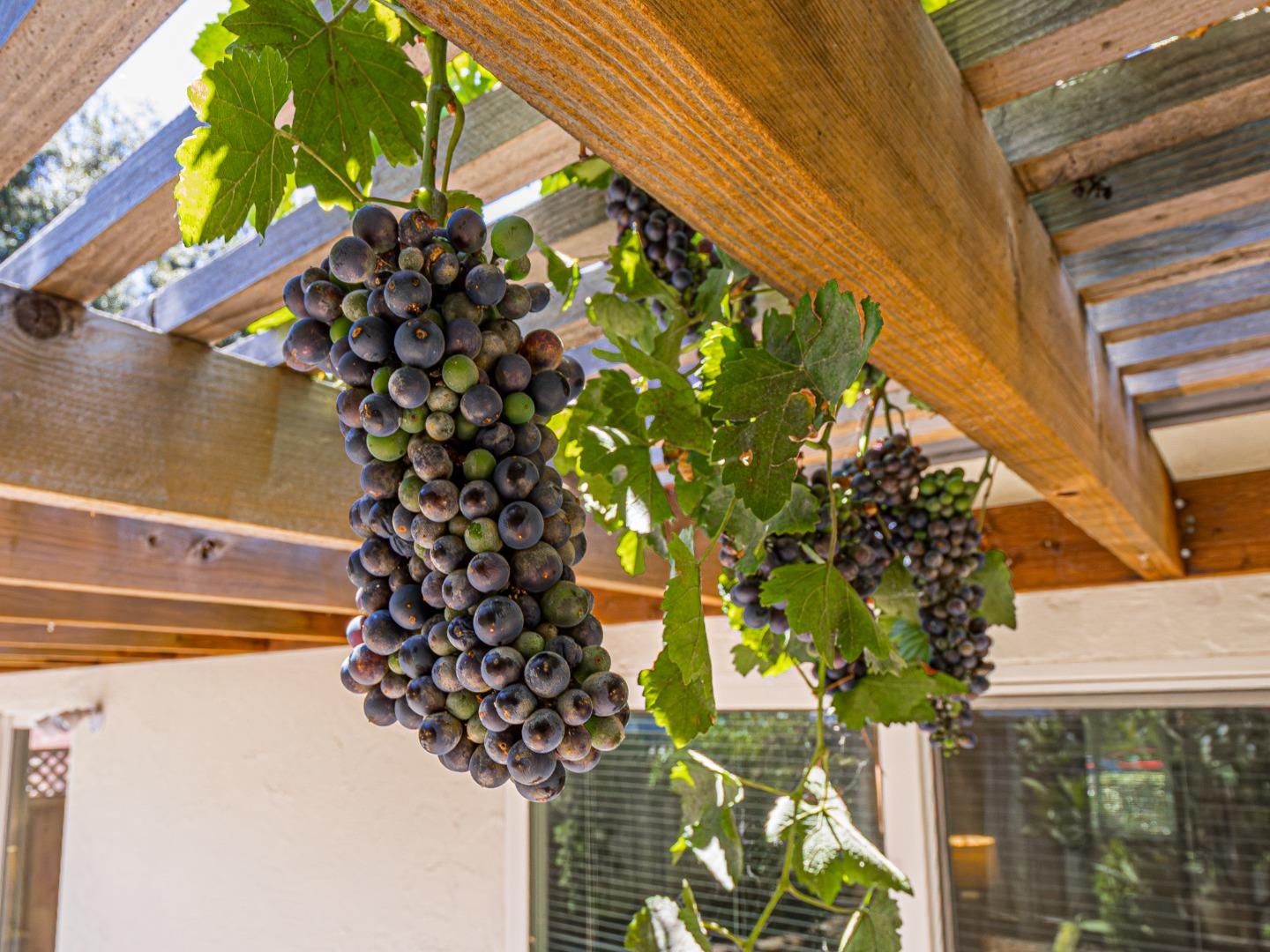 Detail Gallery Image 33 of 52 For 6055 Larchmont Ct, San Jose,  CA 95123 - 3 Beds | 2 Baths