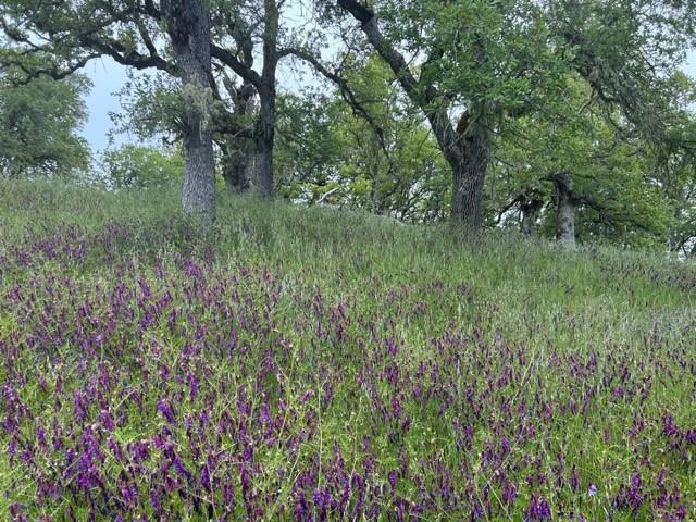 Detail Gallery Image 3 of 8 For 0 Lambert Flat Rd, Carmel Valley,  CA 93924 - – Beds | – Baths