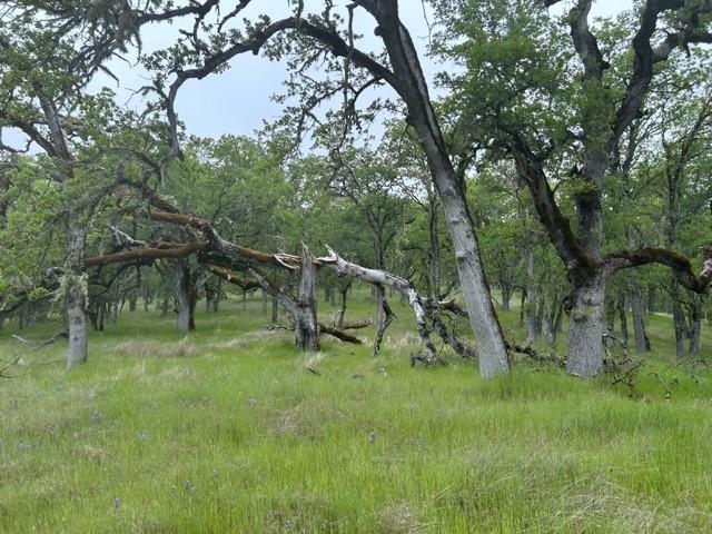Detail Gallery Image 4 of 8 For 0 Lambert Flat Rd, Carmel Valley,  CA 93924 - – Beds | – Baths