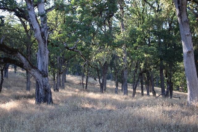 Detail Gallery Image 6 of 8 For 0 Lambert Flat Rd, Carmel Valley,  CA 93924 - – Beds | – Baths