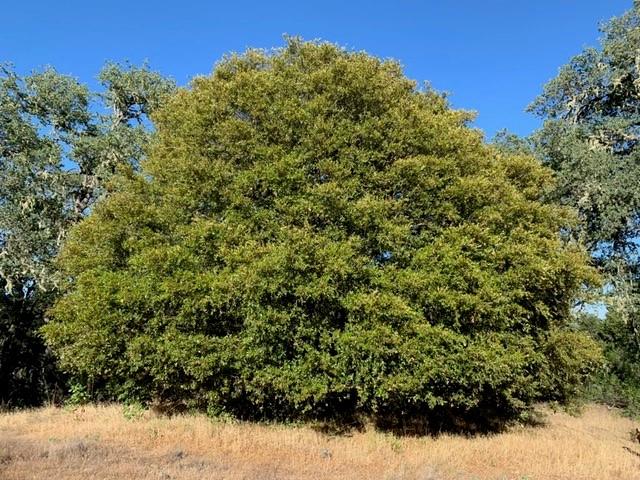 Detail Gallery Image 4 of 8 For 0 Lambert Flat Rd, Carmel Valley,  CA 93924 - – Beds | – Baths