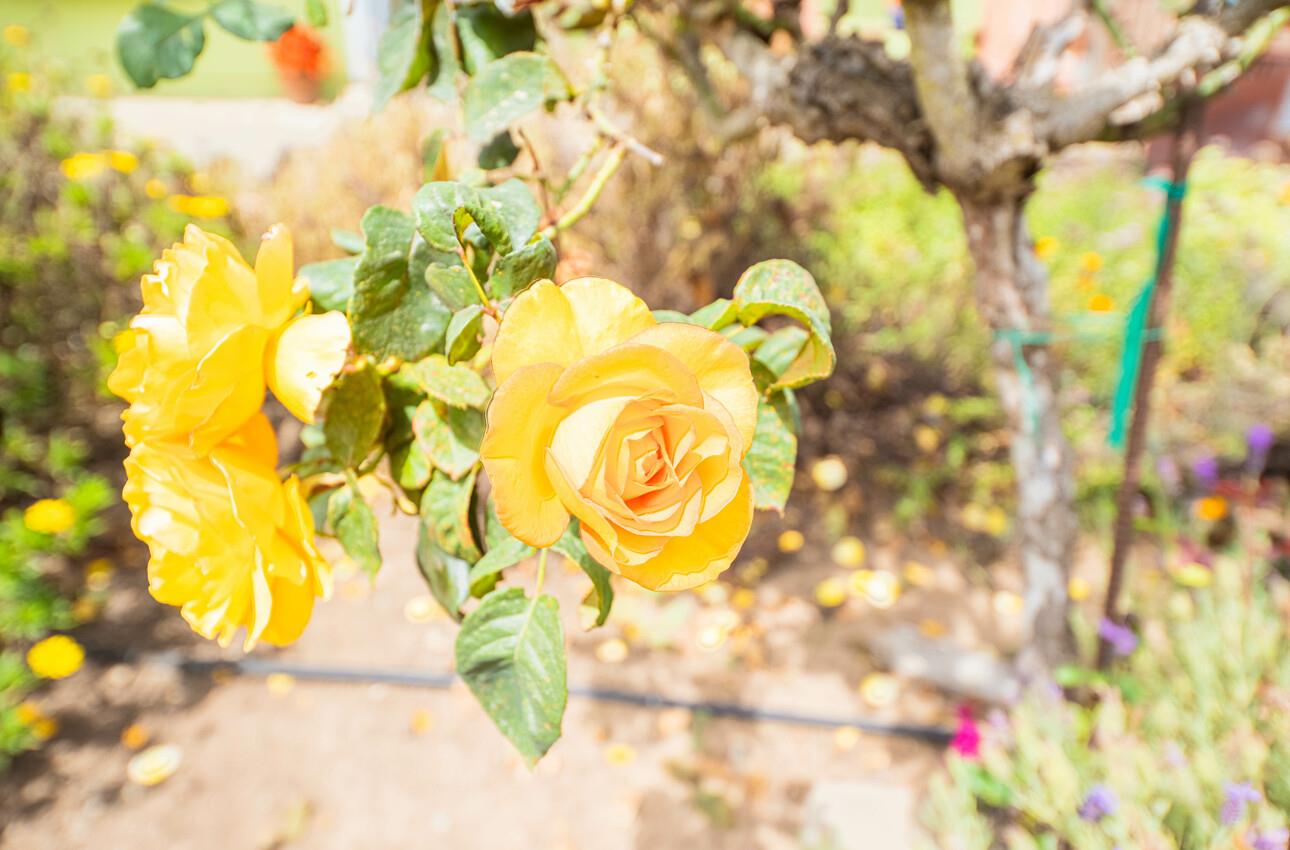 Detail Gallery Image 33 of 39 For 16566 Meridian Rd, Salinas,  CA 93907 - 2 Beds | 2 Baths