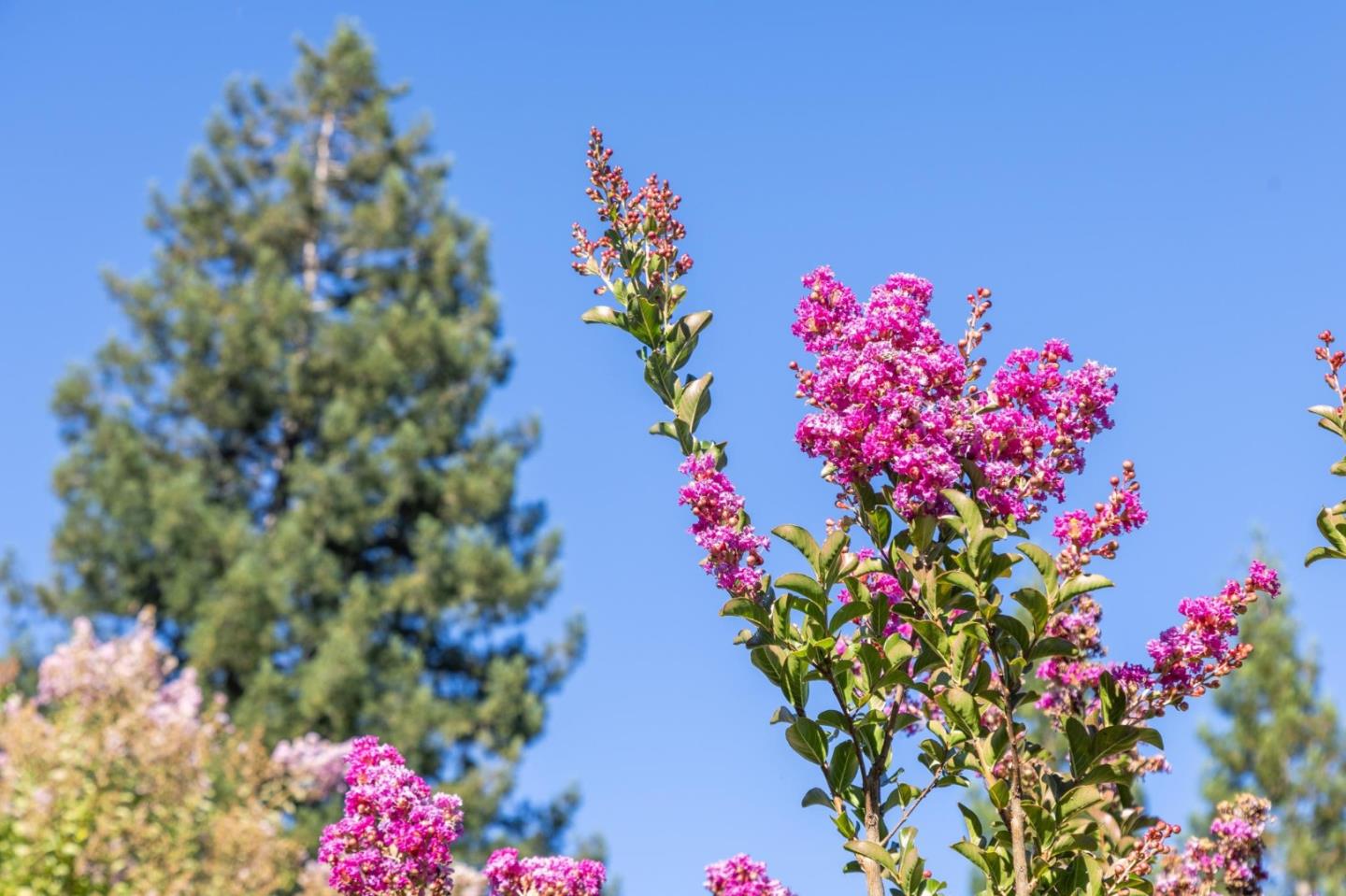 Detail Gallery Image 59 of 109 For 19273 Citrus Ln, Saratoga,  CA 95070 - 5 Beds | 3/1 Baths