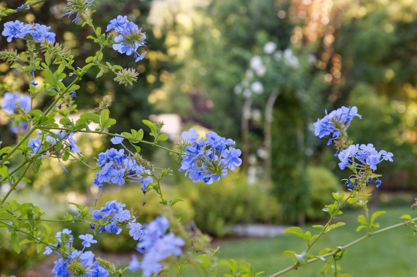 Detail Gallery Image 60 of 109 For 19273 Citrus Ln, Saratoga,  CA 95070 - 5 Beds | 3/1 Baths
