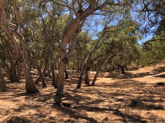 Detail Gallery Image 6 of 17 For 7735 Paseo Venado (Lot 82), Monterey,  CA 93940 - – Beds | – Baths