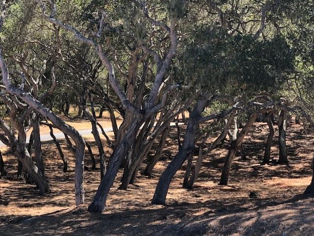 Detail Gallery Image 7 of 17 For 7735 Paseo Venado (Lot 82), Monterey,  CA 93940 - – Beds | – Baths