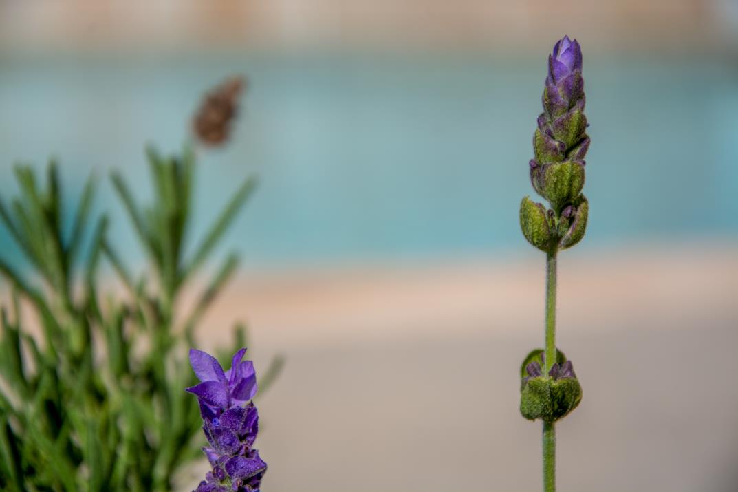 Detail Gallery Image 52 of 66 For 317 Sherman Dr, Scotts Valley,  CA 95066 - 3 Beds | 2 Baths