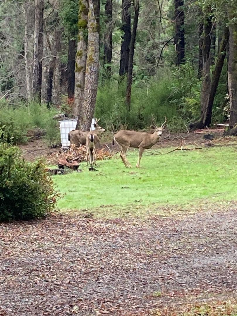 Detail Gallery Image 28 of 33 For 500 Wildberry Dr, Boulder Creek,  CA 95006 - – Beds | – Baths