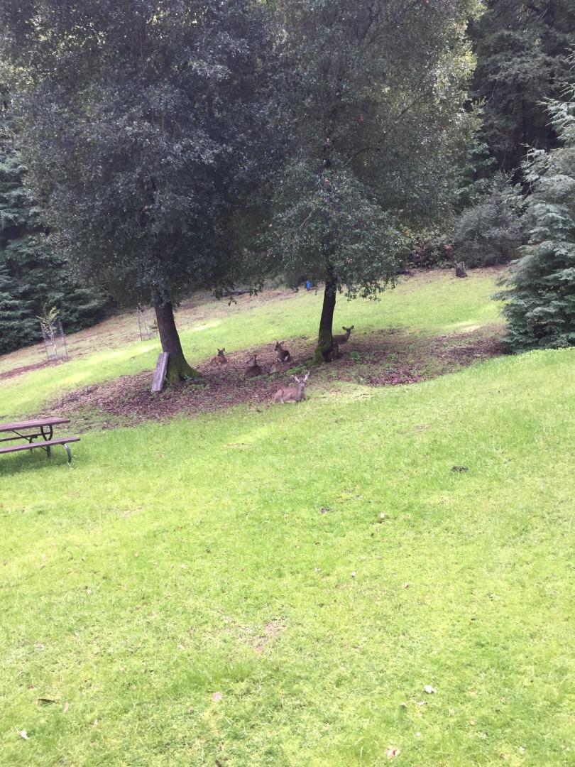 Detail Gallery Image 29 of 33 For 500 Wildberry Dr, Boulder Creek,  CA 95006 - – Beds | – Baths