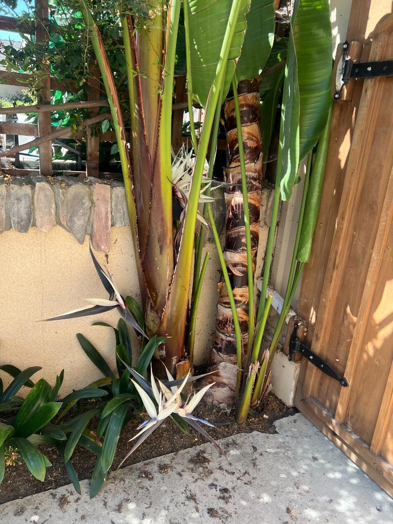 Detail Gallery Image 63 of 68 For 2789 Gavilan Dr, San Jose,  CA 95148 - 3 Beds | 2 Baths