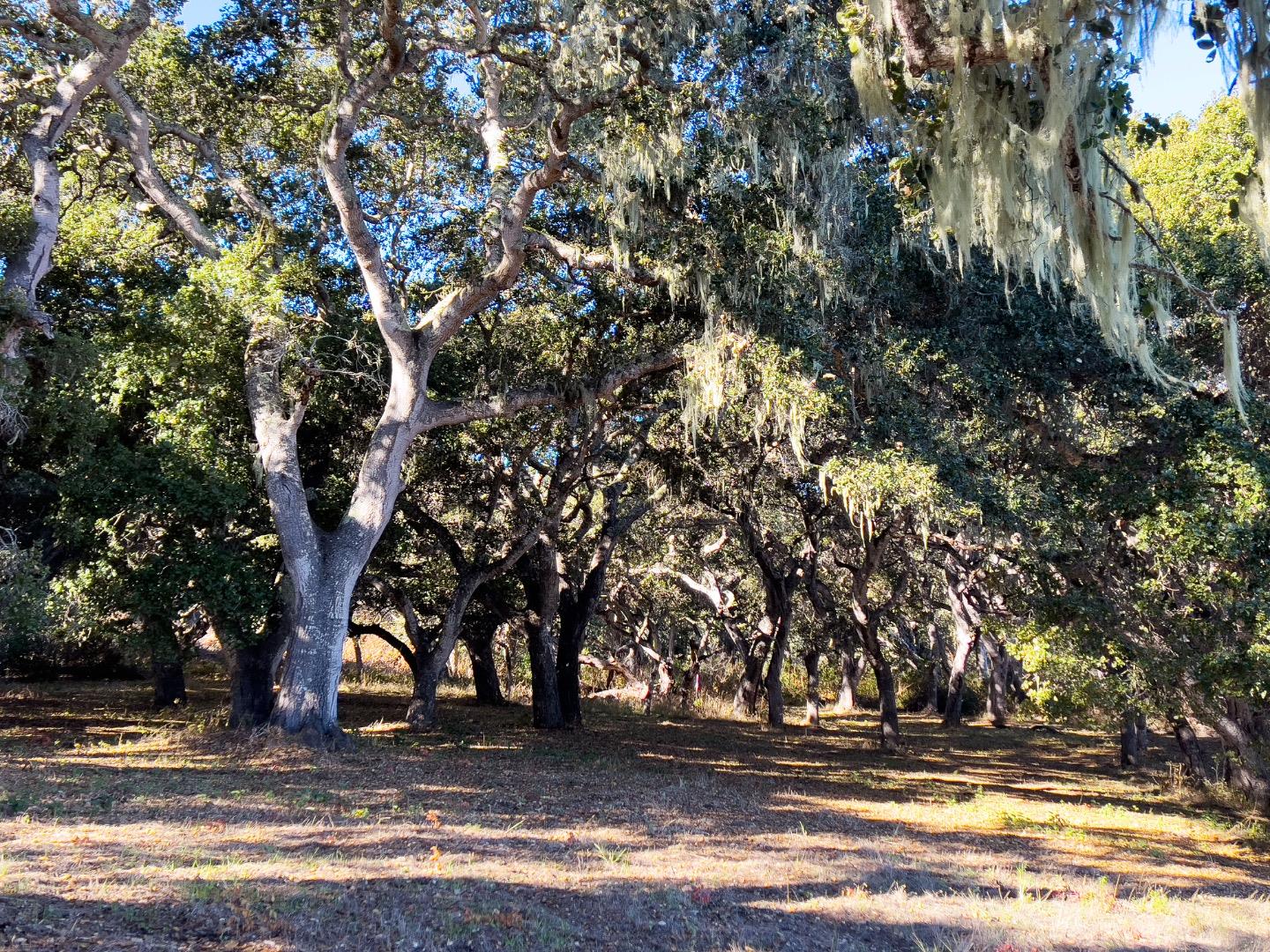 Detail Gallery Image 8 of 11 For 7 Holding Field Run, Carmel Valley,  CA 93923 - – Beds | – Baths