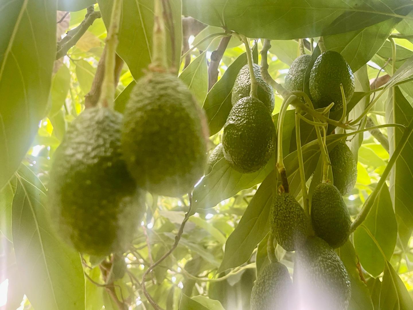 Detail Gallery Image 13 of 14 For 125 Magellan Ave, San Jose,  CA 95116 - 2 Beds | 1 Baths