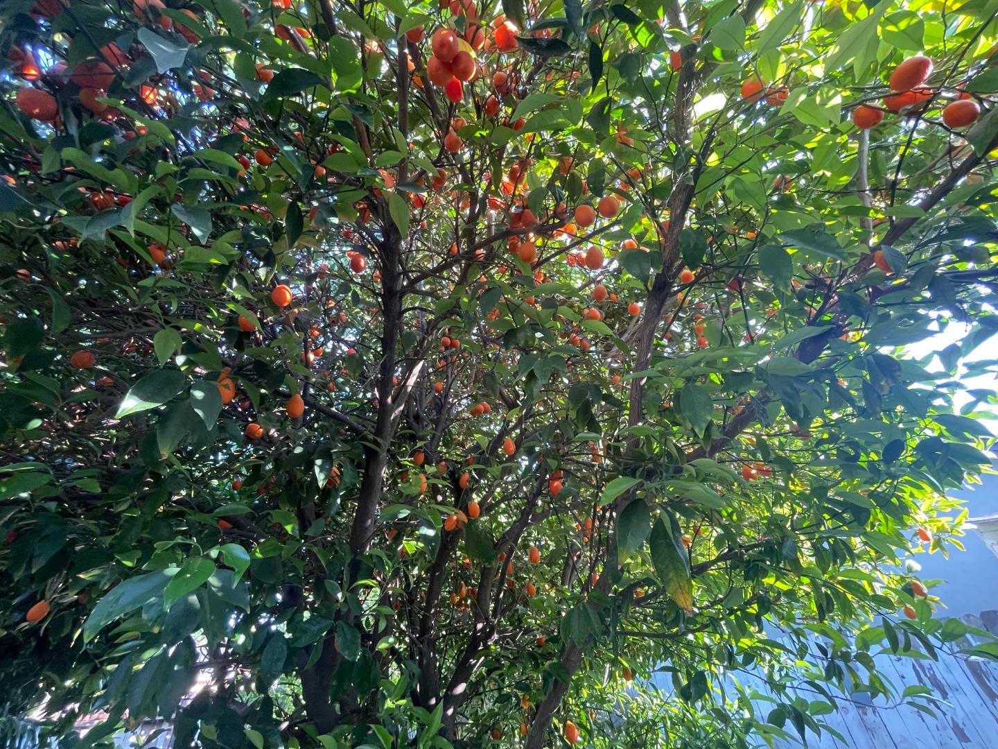 Detail Gallery Image 14 of 14 For 125 Magellan Ave, San Jose,  CA 95116 - 2 Beds | 1 Baths