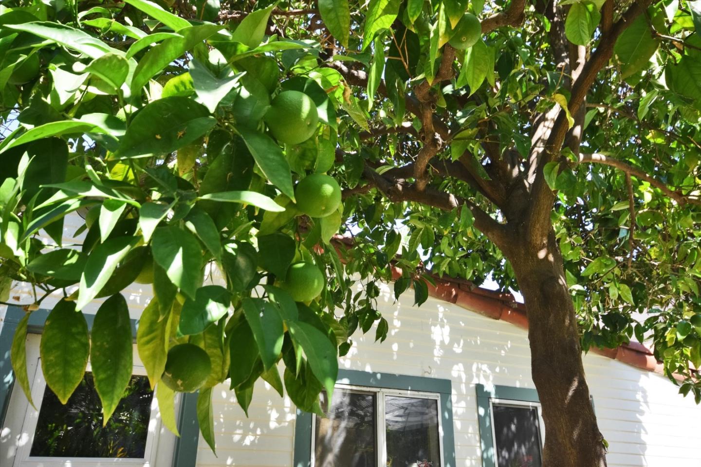 Detail Gallery Image 31 of 47 For 80 Hobson St, San Jose,  CA 95110 - 2 Beds | 1 Baths
