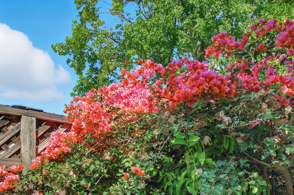 Detail Gallery Image 27 of 38 For 192 N Harold Ave, Santa Clara,  CA 95050 - 4 Beds | 2 Baths