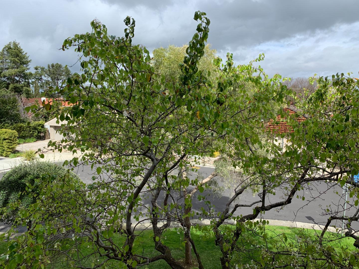 Detail Gallery Image 12 of 12 For 440 Cesano Ct #208,  Palo Alto,  CA 94306 - 2 Beds | 2 Baths