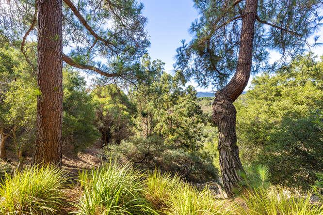 Detail Gallery Image 19 of 30 For Brittan Ave,  San Carlos,  CA 94070 - 2 Beds | 2 Baths