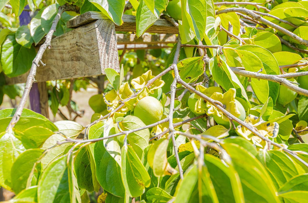 Detail Gallery Image 50 of 53 For 17945 Pesante Rd, Salinas,  CA 93907 - 4 Beds | 3 Baths