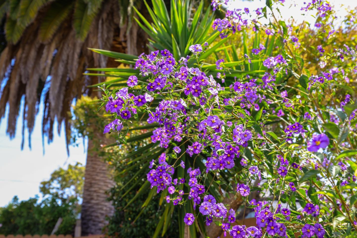 Detail Gallery Image 34 of 45 For 1022 E Santa Inez Ave, San Mateo,  CA 94401 - 2 Beds | 1 Baths