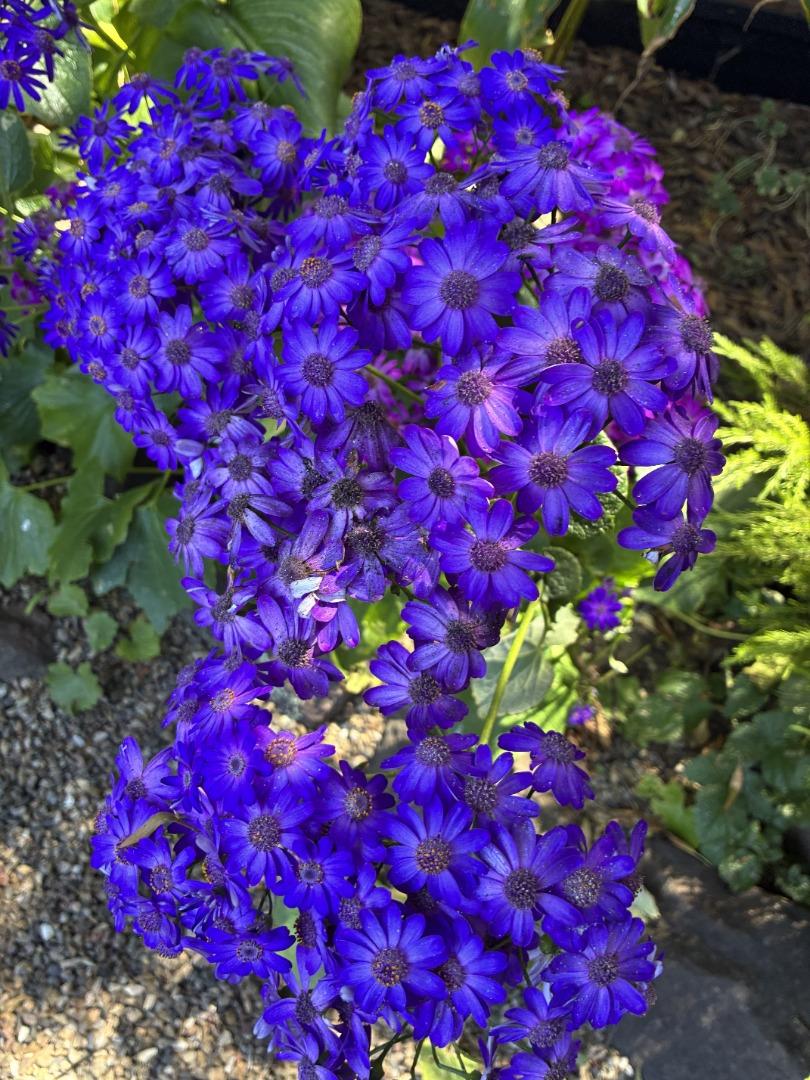 Detail Gallery Image 25 of 33 For 1047 Acacia St, Montara,  CA 94037 - 3 Beds | 2 Baths